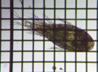 fig.01 �P���~�W���R��