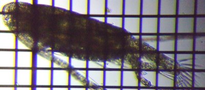 fig.02 ���}�g�q�Q�i�K�P���~�W���R