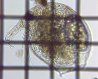 fig.03 �]�E�~�W���R