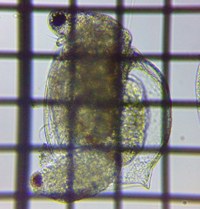 fig.04 �q���l�R�[�~�W���R