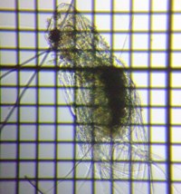 fig.05 �I�I�A�^�}�~�W���R