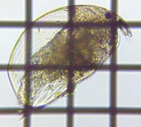 fig.06 �R�V�J�N�~�W���R