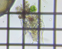 fig.11 �~�W���R�����V