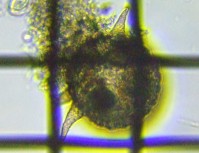 fig.12 �f�B�t���M�A��