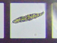 fig.16 ���[�O���i��