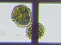 fig.17 �E�Y�I�r���V��