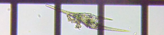 fig.18 �c�m�I�r���V