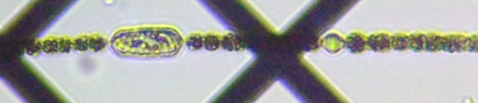 fig.19 �A�i�x�i