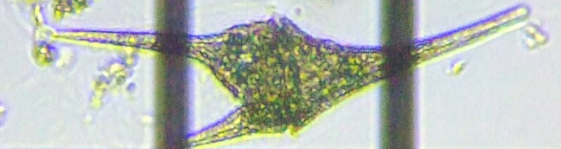 fig.01 �c�m�I�r���V