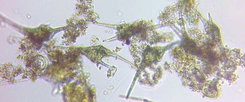 fig.02 �c�m�I�r���V