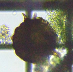 fig.02 �f�B�t���M�A��