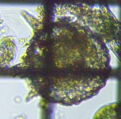 fig.03 �f�B�t���M�A��