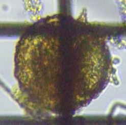 fig.04 �f�B�t���M�A��