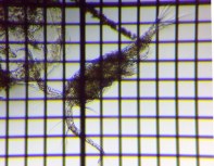 fig.01 �P���~�W���R��