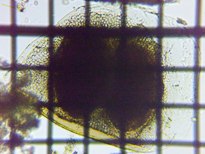 fig.02 �]�E�~�W���R��
�ϋv��