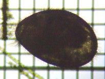 fig.03 �J�C�~�W���R
�̈��