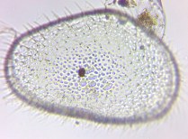 fig.04 �J�C�~�W���R
�̈��