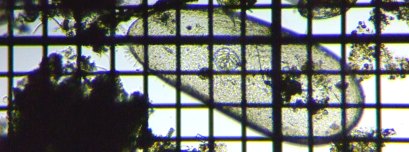 fig.05 �_�[�E�B�k��
�i�J�C�~�W���R�j