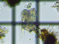 fig.06 �~�W���R�����V