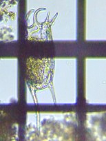 fig.08 �J���m�R�E�����V��