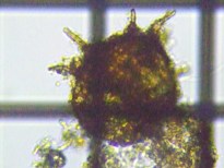 fig.09 �f�B�t���M�A��