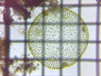 fig.11 �{���{�b�N�X��