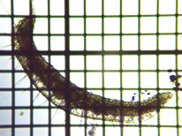 fig.14 �����~�~�Y�i�`������j