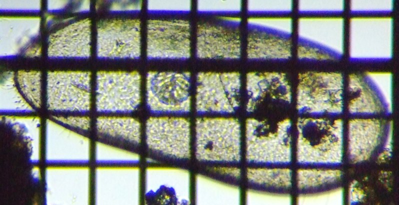 fig.01 �_�[�E�B�k��
�i�J�C�~�W���R�j