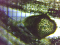 fig.03 �ߒ��̂��O��