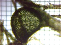 fig.04 �ߒ��̂��O��