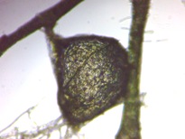 fig.05 �ߒ��̂��O��