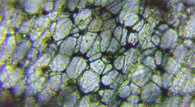 fig.06 �z����