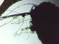 fig.07 �ߒ��̂�������
�q�Q��ˋN