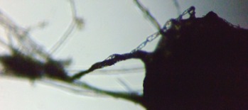 fig.08 �ߒ��̂�������
�q�Q��ˋN