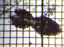 fig.01 �P���~�W���R��