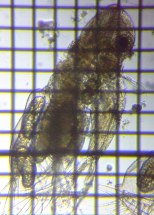 fig.02 �I�I�A�^�}�~�W���R