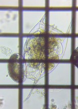 fig.04 �c�m�����V