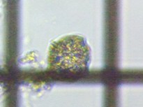 fig.05 �E�Y�I�r���V��