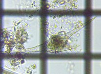 fig.06 �c�m�I�r���V