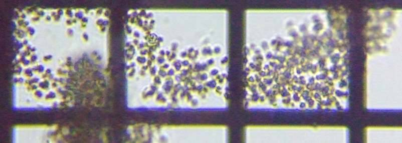 fig.01 �~�N���L�X�e�B�X