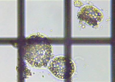 fig.02 �~�N���L�X�e�B�X