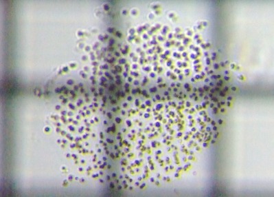 fig.03 �N���I�R�b�N�X��