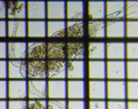 fig.02 �P���~�W���R��