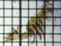 fig.03 �P���~�W���R��