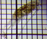 fig.04 ���}�g�q�Q�i�K�P���~�W���R