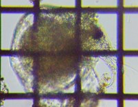 fig.05 �]�E�~�W���R