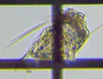 fig.06 �n�l�E�f�����V�̈��