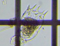 fig.07 �J���m�R�E�����V�i�ψٌ^�j