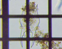 fig.08 �c�m�����V