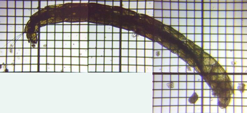 fig.12 �i�K�X�l���X���J��
�i�x���g�X�j